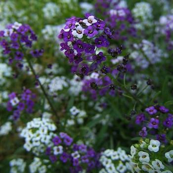 Alyssum Ground Cover