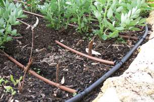 Water-Efficient Drip Irrigation 