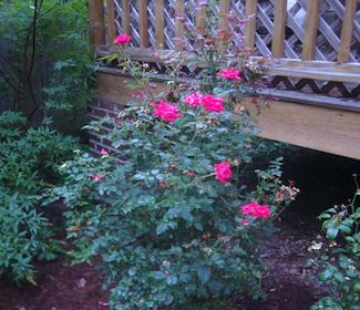 Pruning Roses