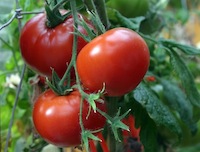 Tomato Garden