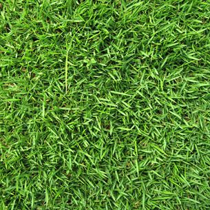Drought Resistant Grass - Zoysia Grass